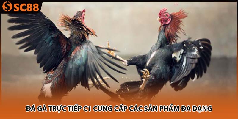 Đá gà trực tiếp C1 cung cấp các sản phẩm đa dạng